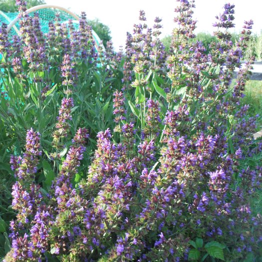Salvia officinalis